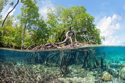 Mangroven: Unter Wasser zeigt sich die Vielfalt der Mangrovenwälder.