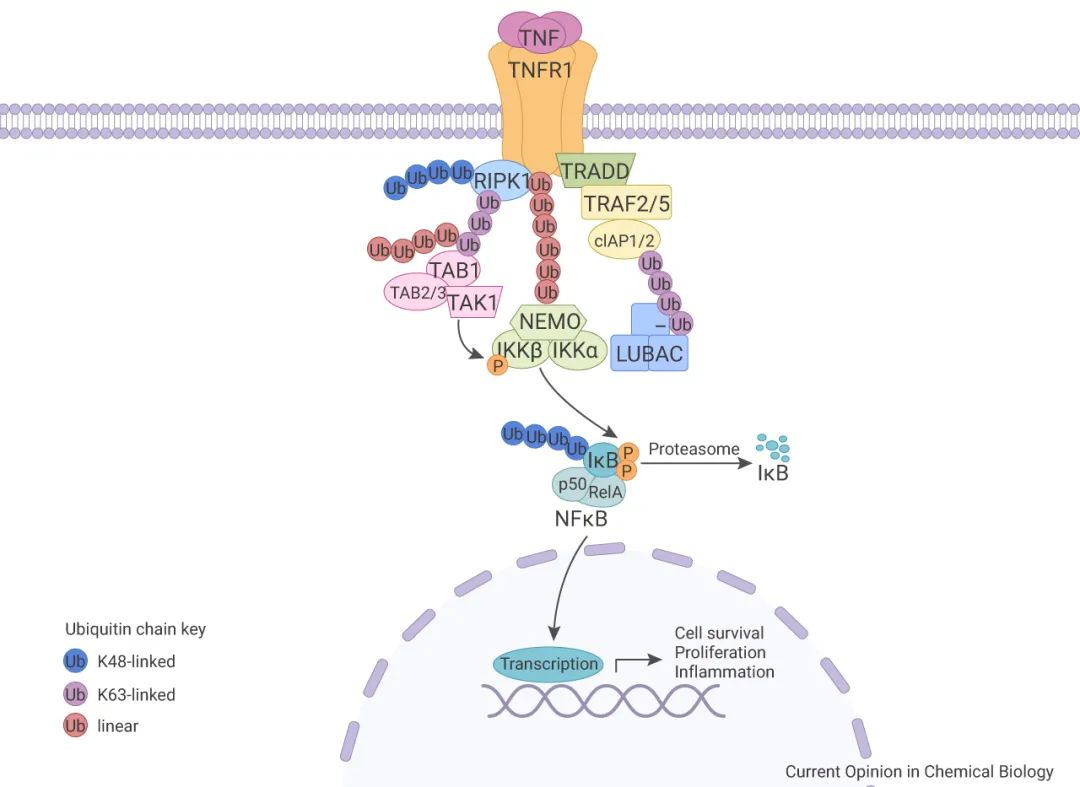 科学网—NF-κB 信号通路调节细胞因子转录 | MedChemExpress - 仇伟伟的博文