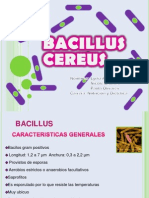 Bacillus Cereus