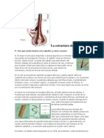 La Estructura Del Cabello