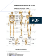 Anatomy and Physiology of The Skeletal System