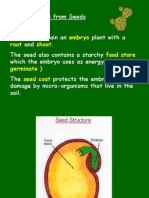 Synthetic Seed