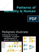 Patterns of Heredity & Human Genetics