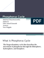 Phosphorus Cycle