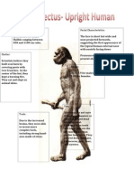 Master Homo Erectus Detailed Input 2