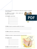 Ficha Avaliação 6º Ano - Sistema Excretor e Reprodutor PDF