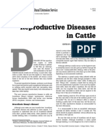 Reproductive Diseases in Cattle: Brucellosis (Bang's Disease)