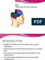 Parietal Lobe