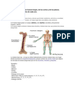Características de Los Huesos Largos