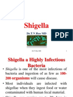 Shigella, Shigellosis 