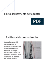 Fibras Del Ligamento Periodontal