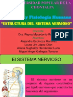 Estructura Del Sistema Nervioso para Exponer