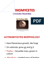 Actinomycetes - and Nocardia