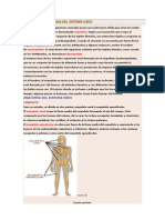 Anatomia y Fisiologia Del Sistema Oseo