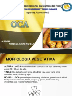 Oca