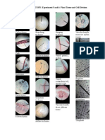 BOTANY 102 LABORATORY: Experiment 5 and 6: Plant Tissue and Cell Division