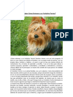 Entrenar A Un Yorkshire Terrier