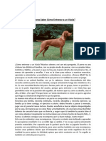 Entrenar A Un Vizsla