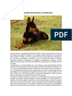 Entrenar A Un Doberman