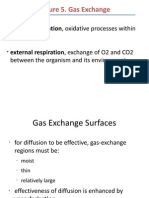 Lecture 5. Gas Exchange: Cellular Respiration, Oxidative Processes Within External Respiration, Exchange of O2 and CO2