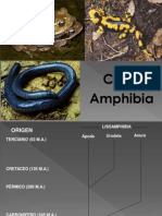 ANFIBIOS