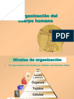 Organizacion Cuerpo Humano