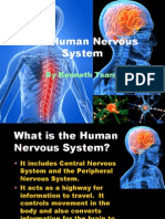 The Human Nervous System