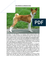 Cómo Adiestrar A Un Basenji