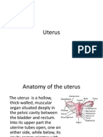 Uterus 1