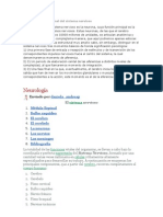 La Estructura Funcional Del Sistema Nervioso