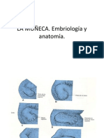 La Muñeca. Embriología y Anatomía