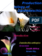 Production Technology of Zantedeschia