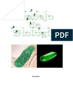 ) ) La Clorofila ( (Trabajo de Biología