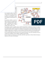 Ciclo de Krebs