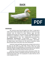 Report Text About Duck1