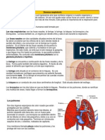 Sistema Respiratorio