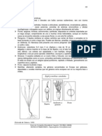 3 Amaryllidaceae