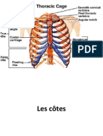 Cotes Et Sternum