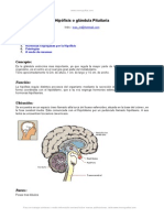 Hipofisis Pituitaria