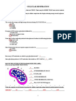 Cellular Respiration Review Worksheetkey