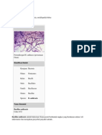 Bacillus Anthracis