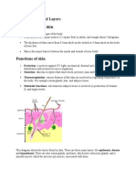 Skin Functions and Layers