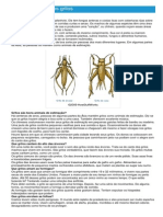 Grilos - Ficha Do Inseto - Como Funcionam Os Grilos