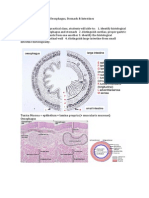 Veterinary Histology Oesophagus