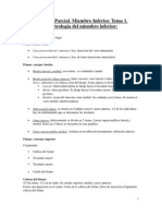 Tema 14 - Osteología y Artrología Del Miembro Inferior