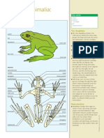 SVRbio123 Kingdom Animalia