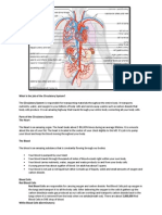 Circulatory System