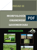 Morfologia de Gramineas y Leguminosas