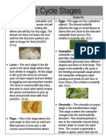 Life Cycle Stages and Explanation of Ant and Butterfly