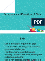 Structure of Skin